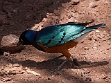 Superb starling, Lake Manyara